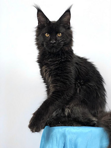 Maine coon kassipoeg (5 foto / 7)