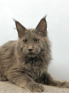 Maine coon kassipoeg (2 foto / 3)