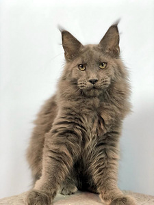 Maine coon kassipoeg (3 foto / 3)