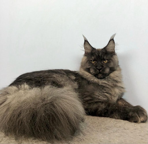 Maine coon kassipoeg (1 foto / 5)