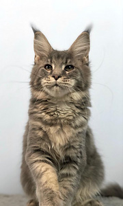 Maine coon kassipoeg (tüdruk) (5 foto / 6)
