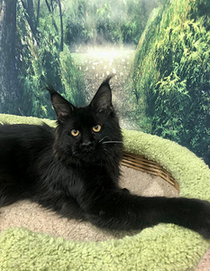 Maine coon kassipoeg (2 foto / 6)