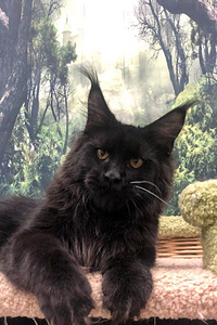 Maine coon kassipoeg (5 foto / 6)