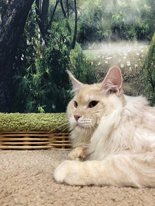 Maine coon kassipoeg (3 foto / 10)