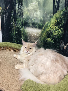 Maine coon kassipoeg (5 foto / 10)