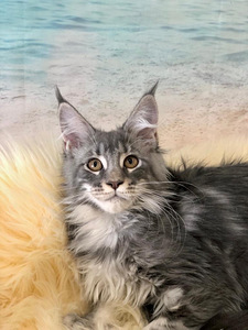 Maine coon kiisupojad (1 foto / 7)