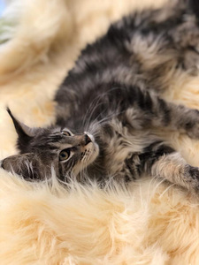 Maine coon kiisupojad (6 foto / 7)