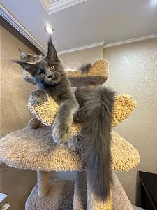 Maine coon tüdruk (1 foto / 3)
