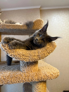 Maine coon tüdruk (2 foto / 3)