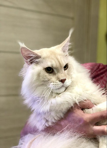 Maine coon kiisu (2 foto / 3)