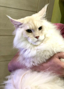 Maine coon kiisu (3 foto / 3)