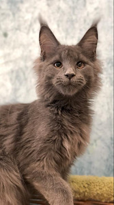 Maine coon tüdruk (8 foto / 8)