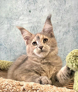 Ilus emane maine coon kiisupoeg (6 foto / 6)