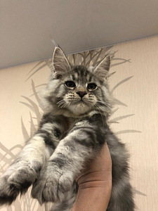 Maine coon (6 фото из 6)