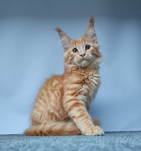 Maine coon poiss (1 foto / 3)