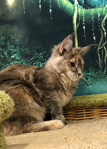 Maine coon (6 фото из 6)