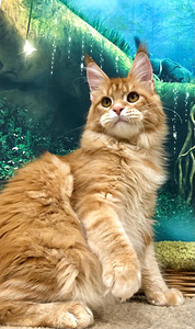 Котенок мейн-кун (5 фото из 6)