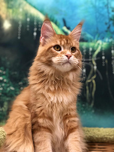 Котенок мейн-кун (6 фото из 6)