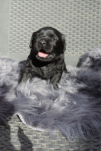 Labradori retriiver (2 foto / 10)