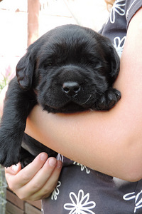 Labradori retriiver (7 foto / 10)
