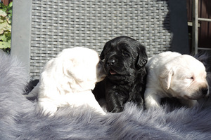 Labradori retriiver (8 foto / 10)