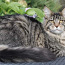 Котенок мейн-кун из питомника (фото #2)