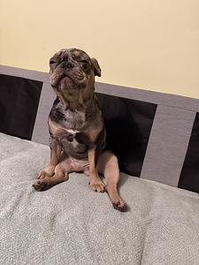 Prantsuse buldog blue merle otsib pruuti paarituseks (3 foto / 10)