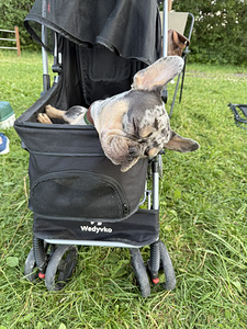 Prantsuse buldog blue merle otsib pruuti paarituseks (8 foto / 10)