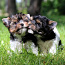Biewer terrier (foto #3)