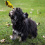 Yorkshire terrier (foto #5)