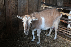 Распродажа домашних коз с хорошим удоем