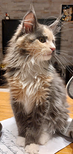 Kassipojad maine coon (2 foto / 9)
