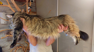 Kassipojad maine coon (9 foto / 9)
