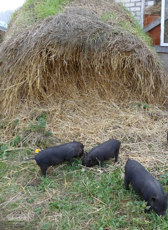 Купить Поросят В Слониме На Куфаре