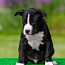 Amerikos Stafordšyro terjero šuniukai (nuotrauka #5)