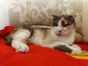 Кошка вислоухая (3 фото из 3)