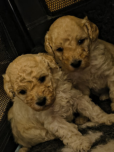 Kääpiövillakoira (1 valokuva sivusta 3)