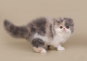 Экзотический котенок (10 фото из 10)