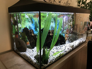 Akvaarium 60L + täis varustus (1 foto / 10)