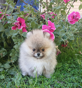 Pomeranian poisskutsikad (2 foto / 10)