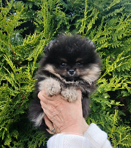 Pomeranian (5 foto / 7)