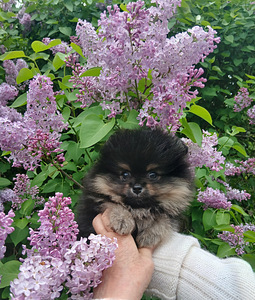 Pomeranian (7 foto / 7)