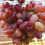 Саженцы винограда, виноград, саженцы, Элитные сорта, суперкр (фото #1)