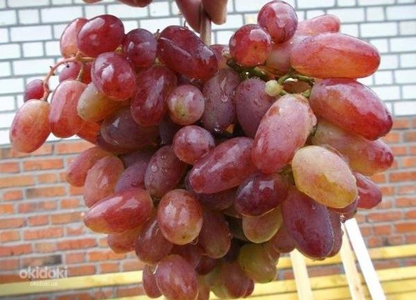Саженцы винограда, виноград, саженцы, Элитные сорта, суперкр (фото #1)