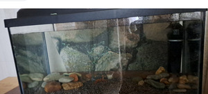 Akvaarium (4 foto / 4)