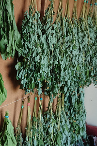Vereurmarohi (2 foto / 2)