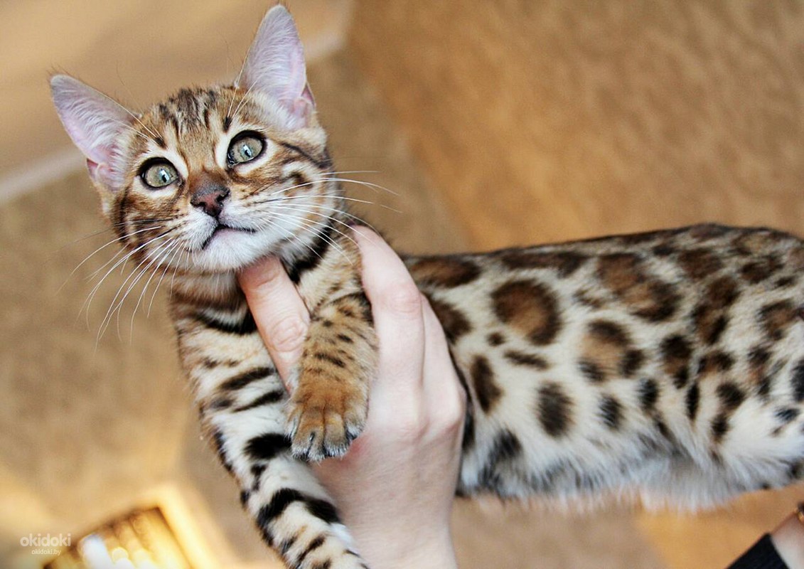 Бенгальский Кот Купить Фото