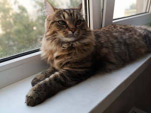 Молодая кошка (3 фото из 3)