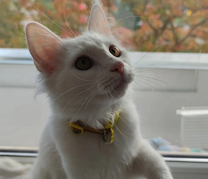 Отдам Кота / Annan ära kassi (6 фото из 8)