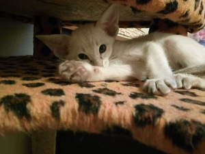 Ориентальные котята